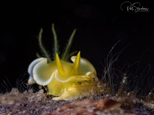 Beautiful yellow nudi on house reef in Anilao by Patricia Sinclair 